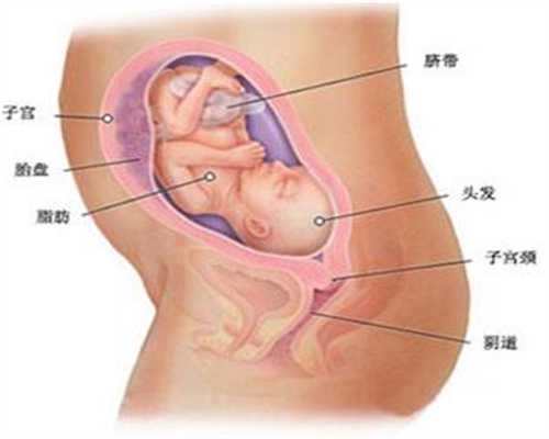 菏泽试管婴儿孕妈助孕一般多久会有胎心代孕产