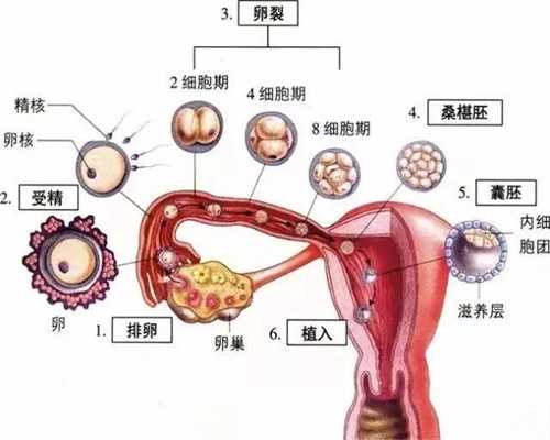 上海最靠谱的代怀孕公司：孕妇饮食讲究八水果