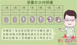 在郑州申请供卵试管技术助孕大概要等多久？